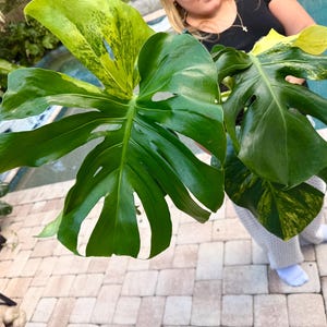 May include: A variegated Monstera plant featuring large, glossy, heart-shaped leaves with deep fenestrations and distinct splashes of creamy yellow and bright green coloration across the foliage, showcasing a natural split-leaf pattern.