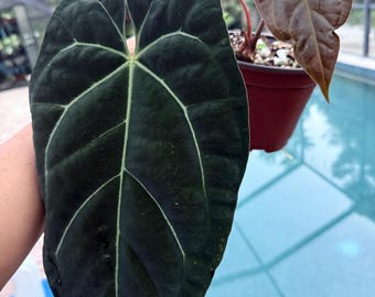 Seed Grown Anthurium Black Sweet X Fort Sherman Starter Plant (ALL