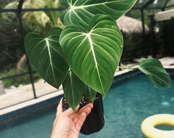 philodendron gloriosum free shipping growers choice