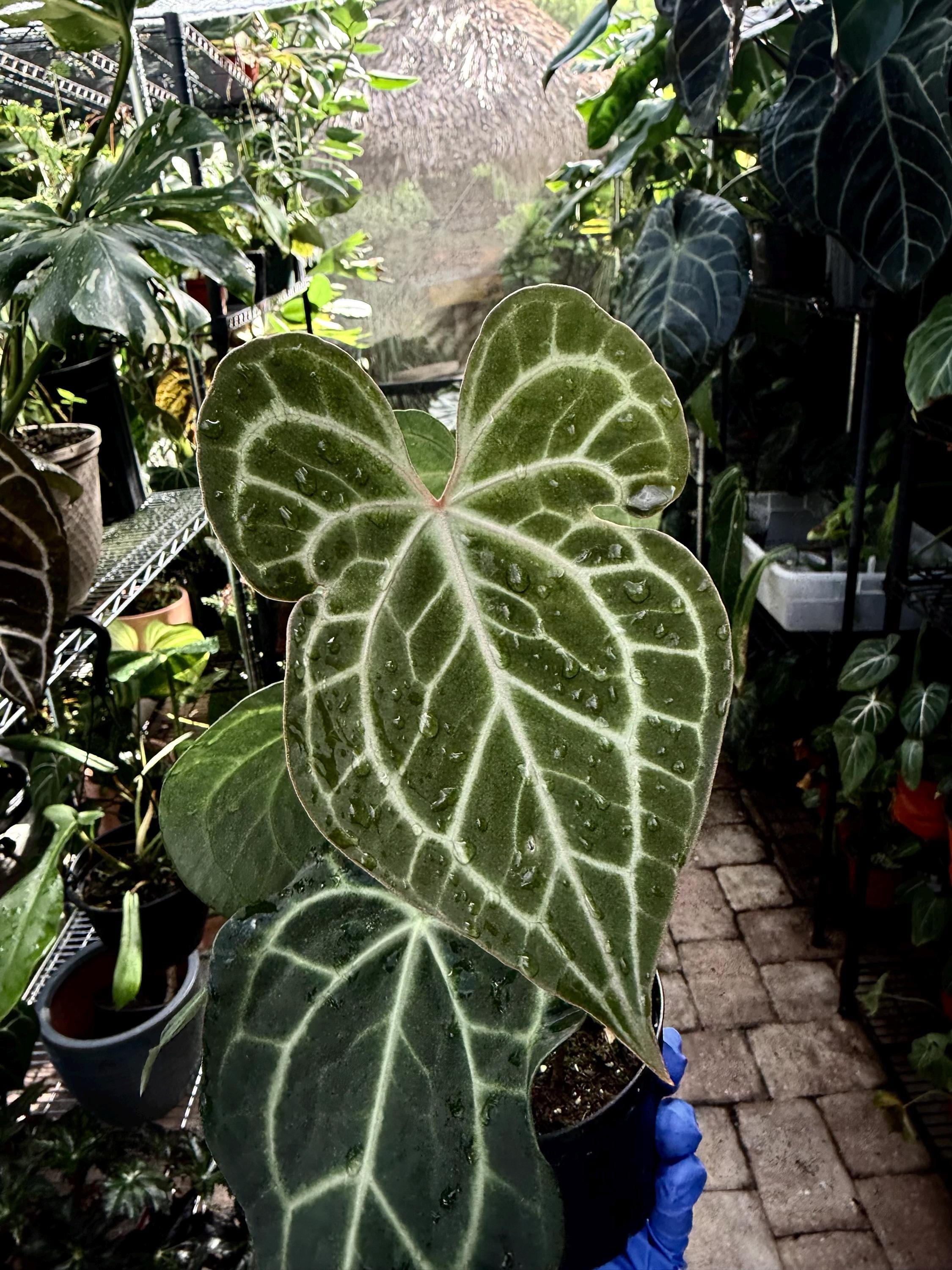 Anthurium King of Clarinervium Rare - Etsy
