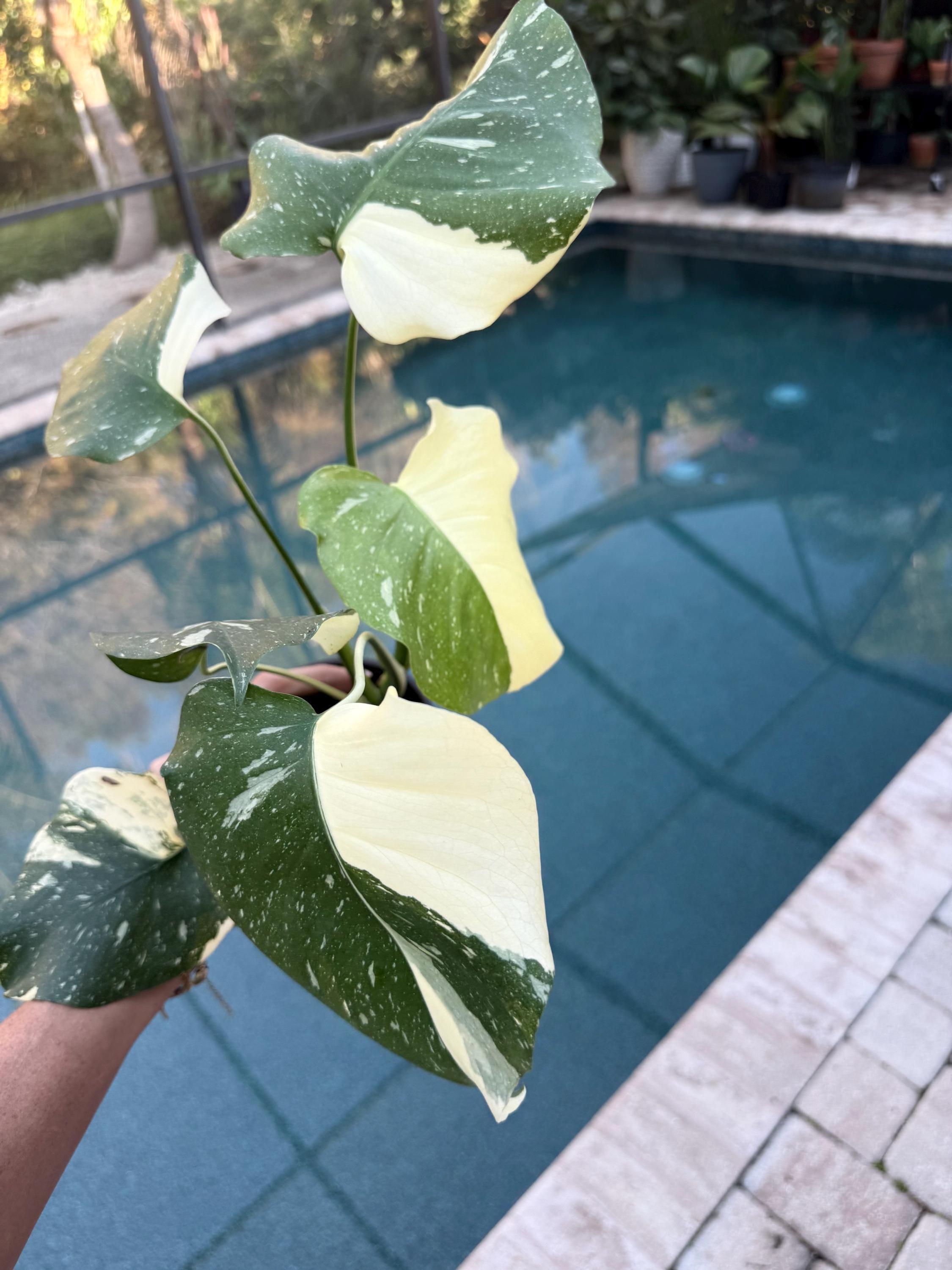 Monstera Creme Brulee Live Plant - Etsy