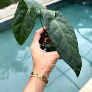 May include: A small potted plant featuring three elongated, heart-shaped dark green leaves with a velvety texture. The plant is housed in a simple green plastic nursery pot filled with dark potting soil, showcasing distinct veining on each leaf.