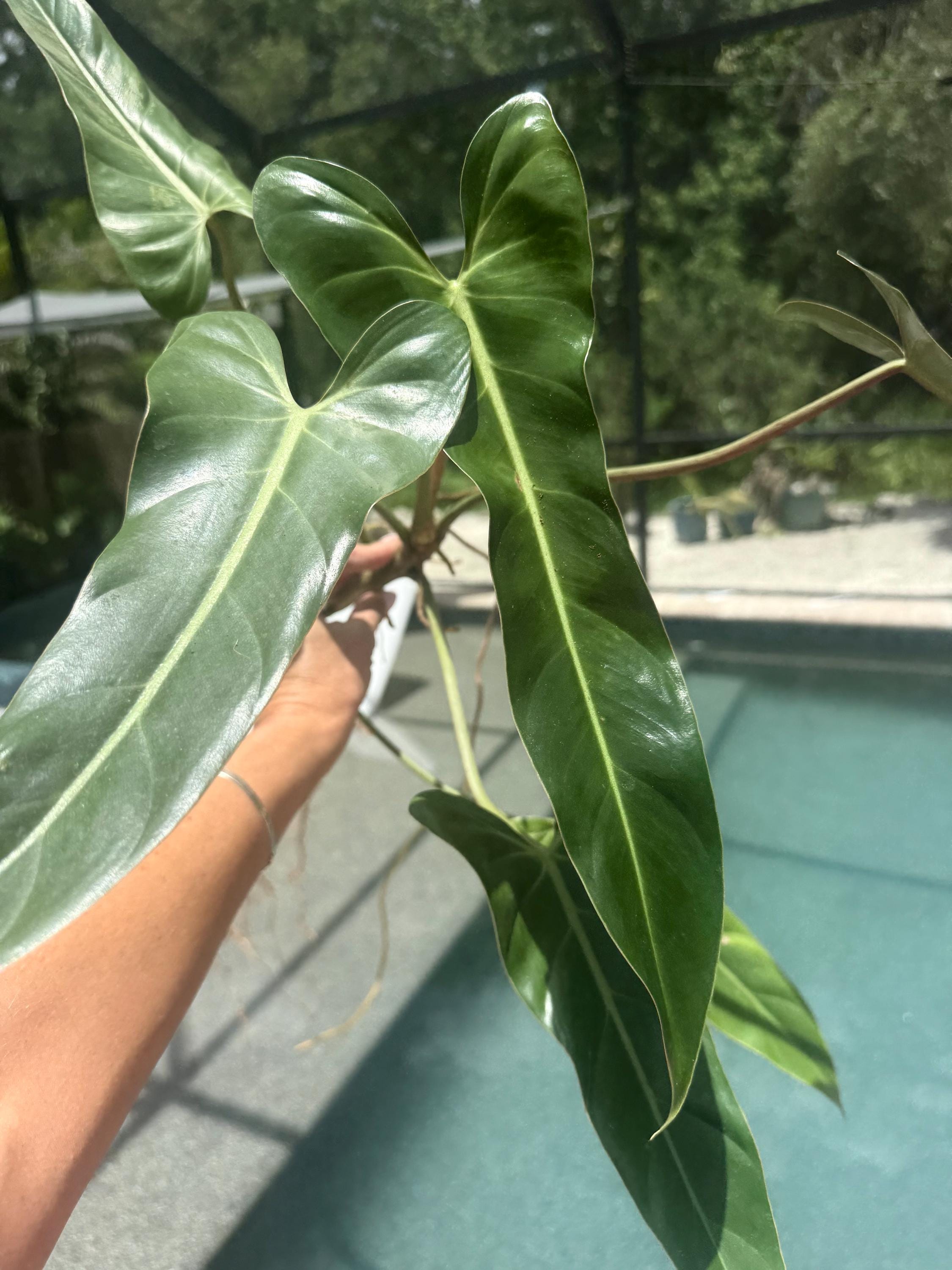 Philodendron bernardopazii actual mother plant plant free shipping