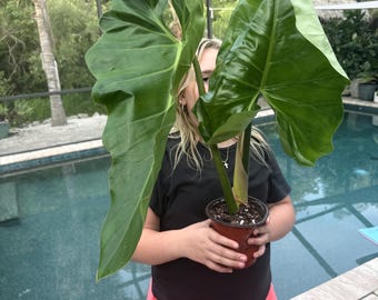 Philodendron giganteum maduro, planta exacta, envío gratis