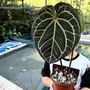 Anthurium Skg Silver - Etsy