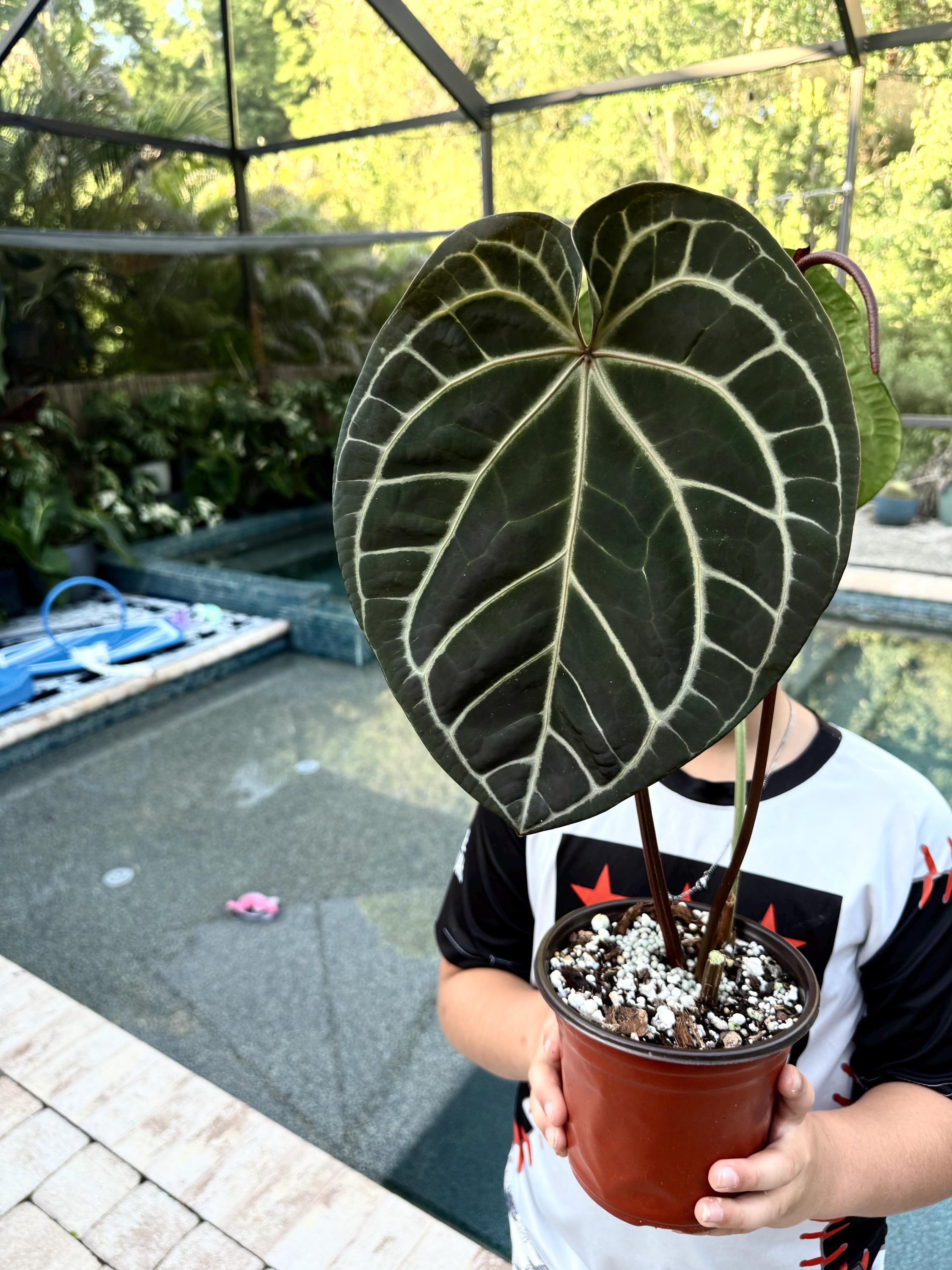 Anthurium Skg Silver - Etsy