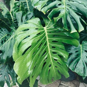 narrow escape philodendron Philodendron Narrow Escape main image 0