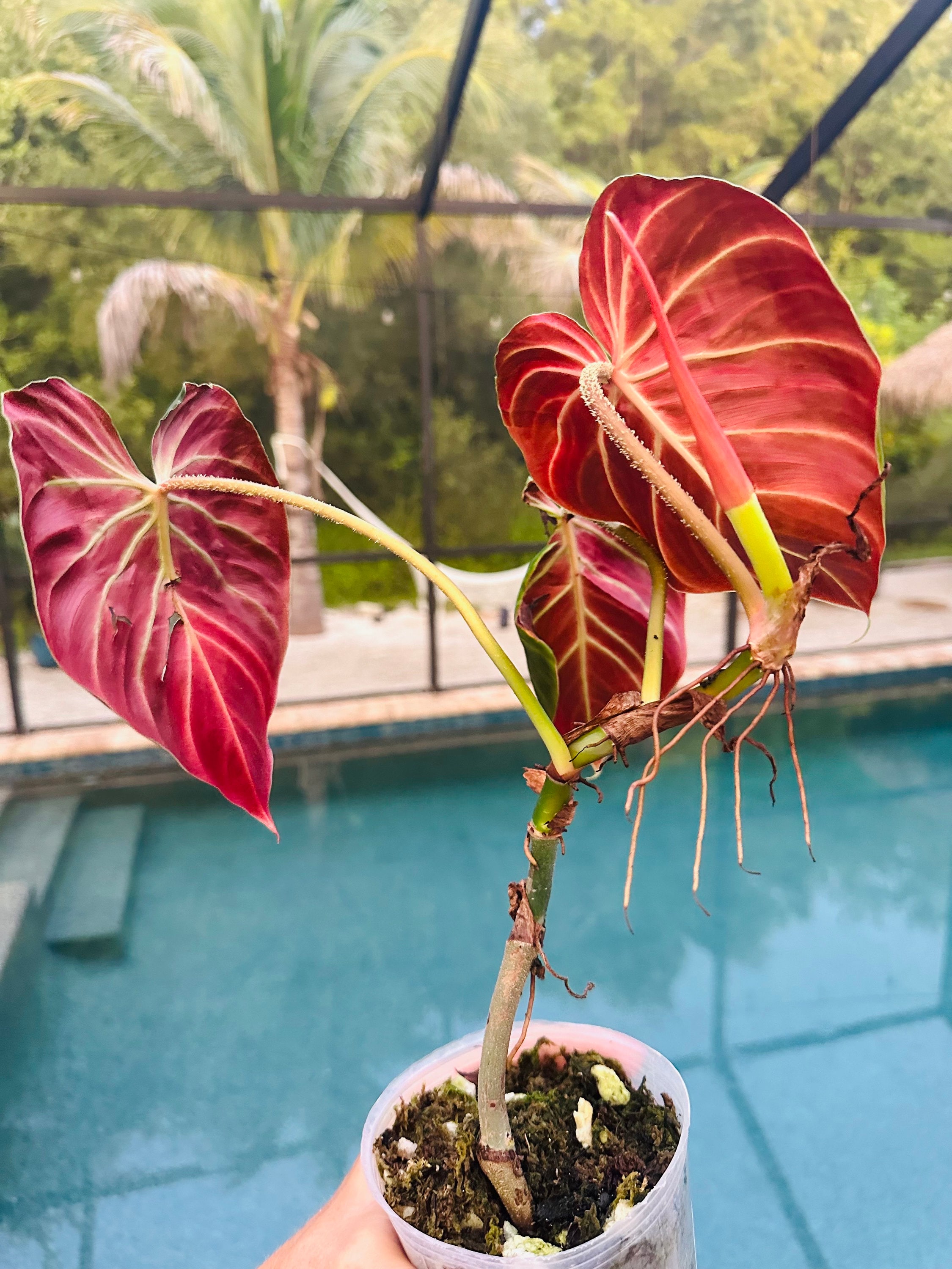 philodendron white princess moosstab Philodendron ' White Princess ' for Sale main image 1