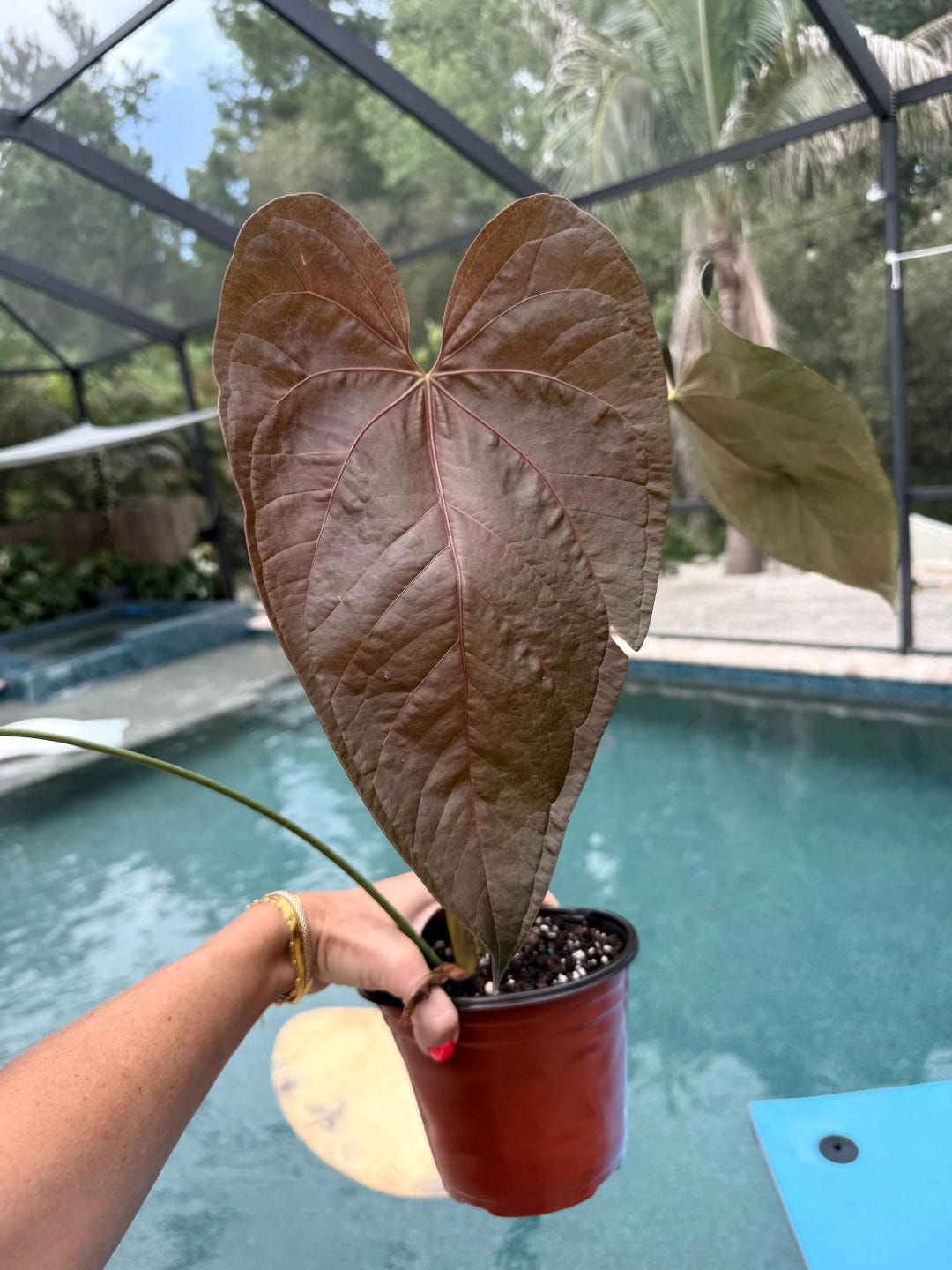 anthurium-queen-of-hearts-actual-plant-large-free-shipping-etsy