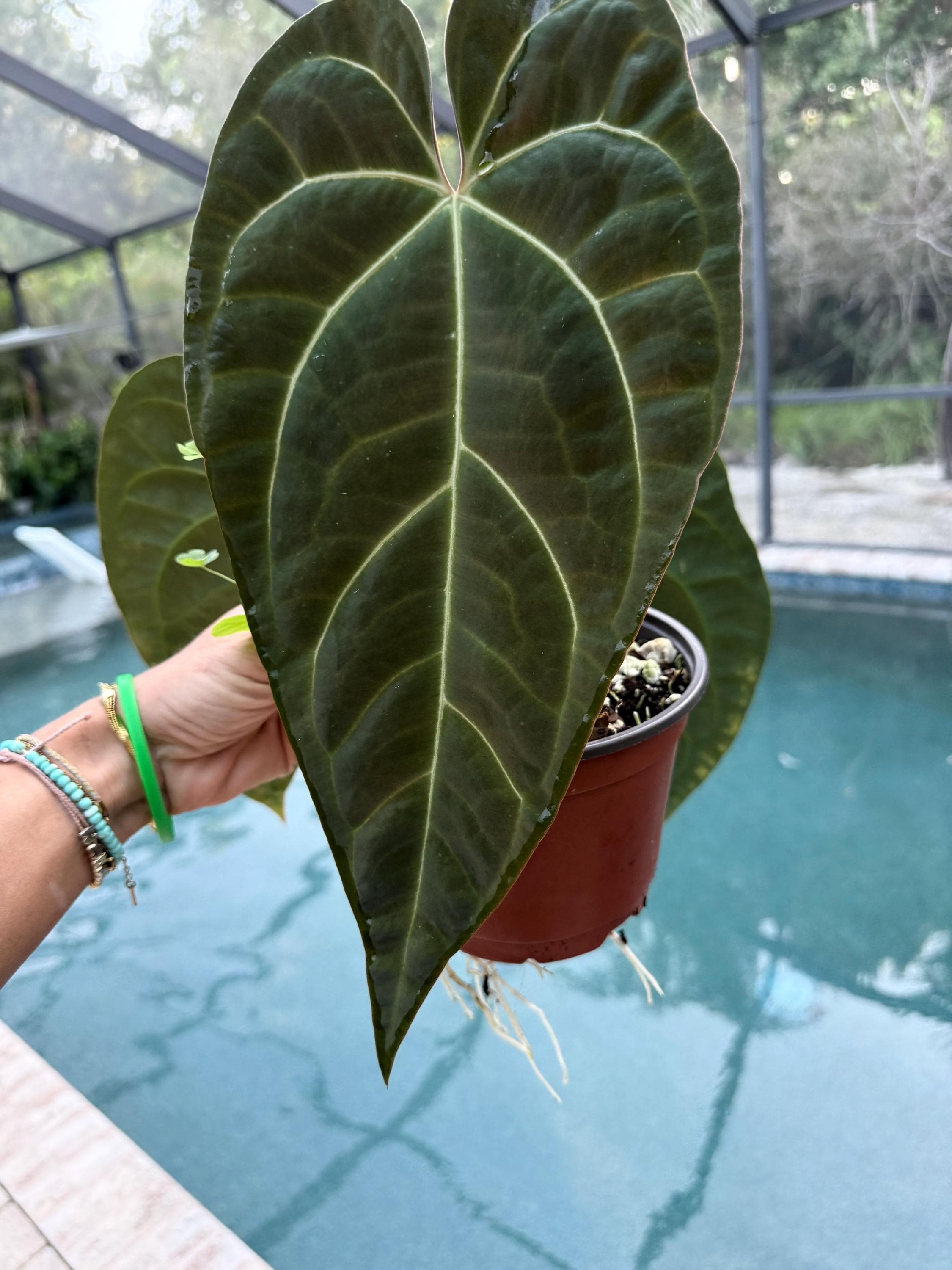 観葉植物 anthurium AOSxPapi big foliage