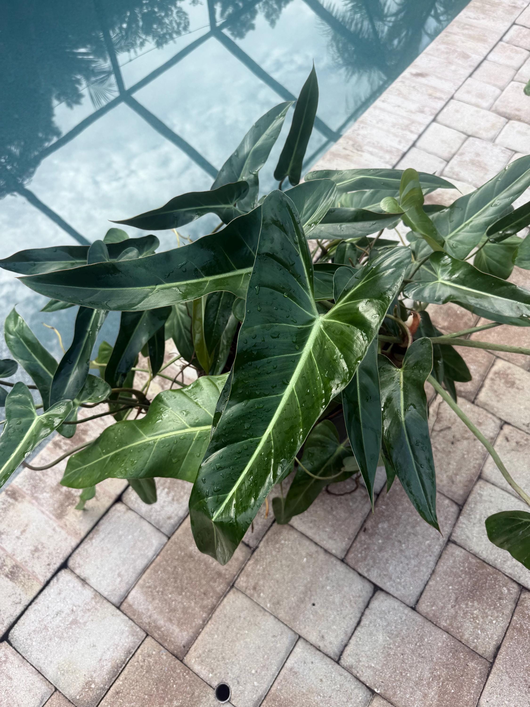 Philodendron Bernardopazii Actual Mother Plant Plant Free Shipping - Etsy
