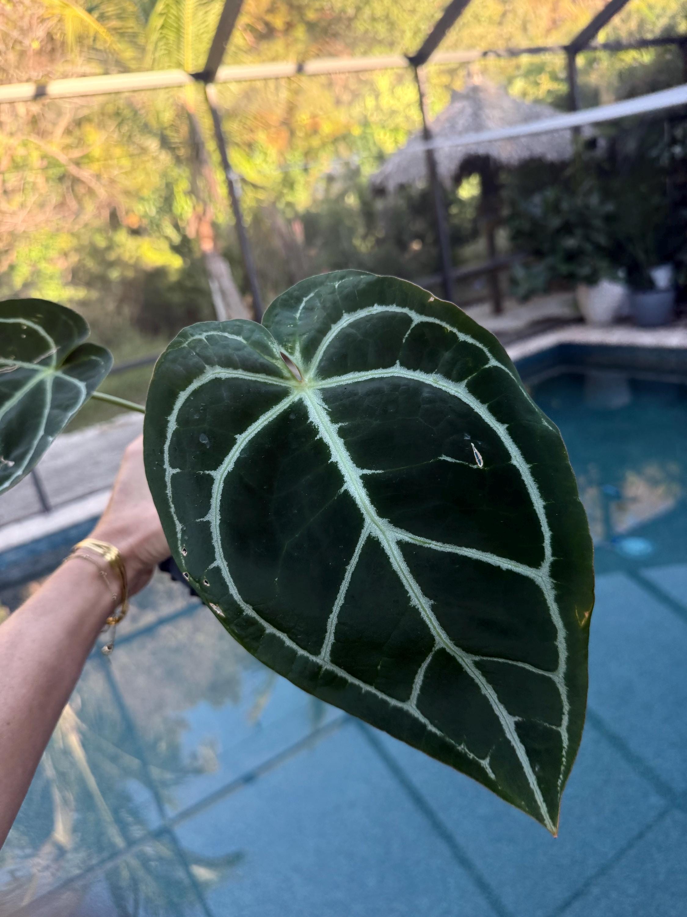 Anthurium Skg Silver - Etsy