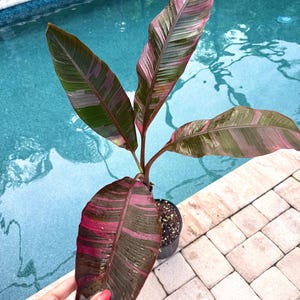 care philodendron white princess Philodendron 'White Princess'