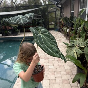 Puede incluir: Planta de Anthurium en maceta, con hojas grandes de color verde oscuro y vetas blancas prominentes. La planta es sostenida por una persona. El fondo presenta una piscina y varias otras plantas en macetas, creando un ambiente exuberante.