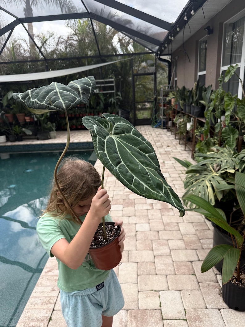 Puede incluir: Planta de Anthurium en maceta, con hojas grandes de color verde oscuro y vetas blancas prominentes. La planta es sostenida por una persona. El fondo presenta una piscina y varias otras plantas en macetas, creando un ambiente exuberante.