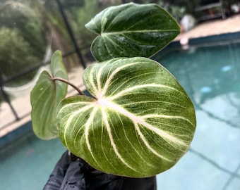 Philodendron Gloriosum Zebra 2 Pot (ALL PLANTS Require You to Purchase 2  Plants!) - Etsy