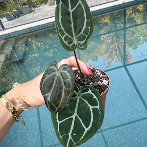 May include: Anthurium crystallinum plant in a small brown pot. The dark green leaves have prominent white veining. The plant is held in front of a pool with a palm tree reflection.