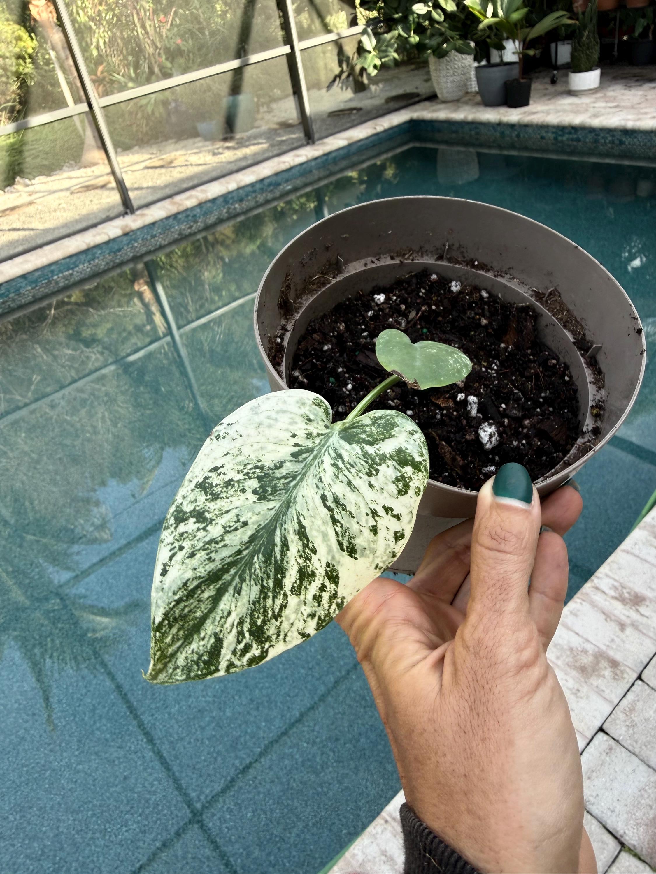 Philodendron Pastazanum White - Etsy