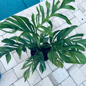 Monstera pinnatipartita mature free shipping