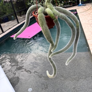 Monkey tail cactus large size 6” pots free shipping