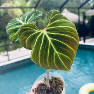 Philodendron Amazon Sunset Verrucosum Free Shipping - Etsy