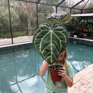 Puede incluir: Una planta de Anthurium con hojas grandes, verde oscuro y vetas blancas prominentes, en una maceta marr&oacute;n. El fondo muestra una piscina y un cerramiento con mosquitera, creando un ambiente de jard&iacute;n.
