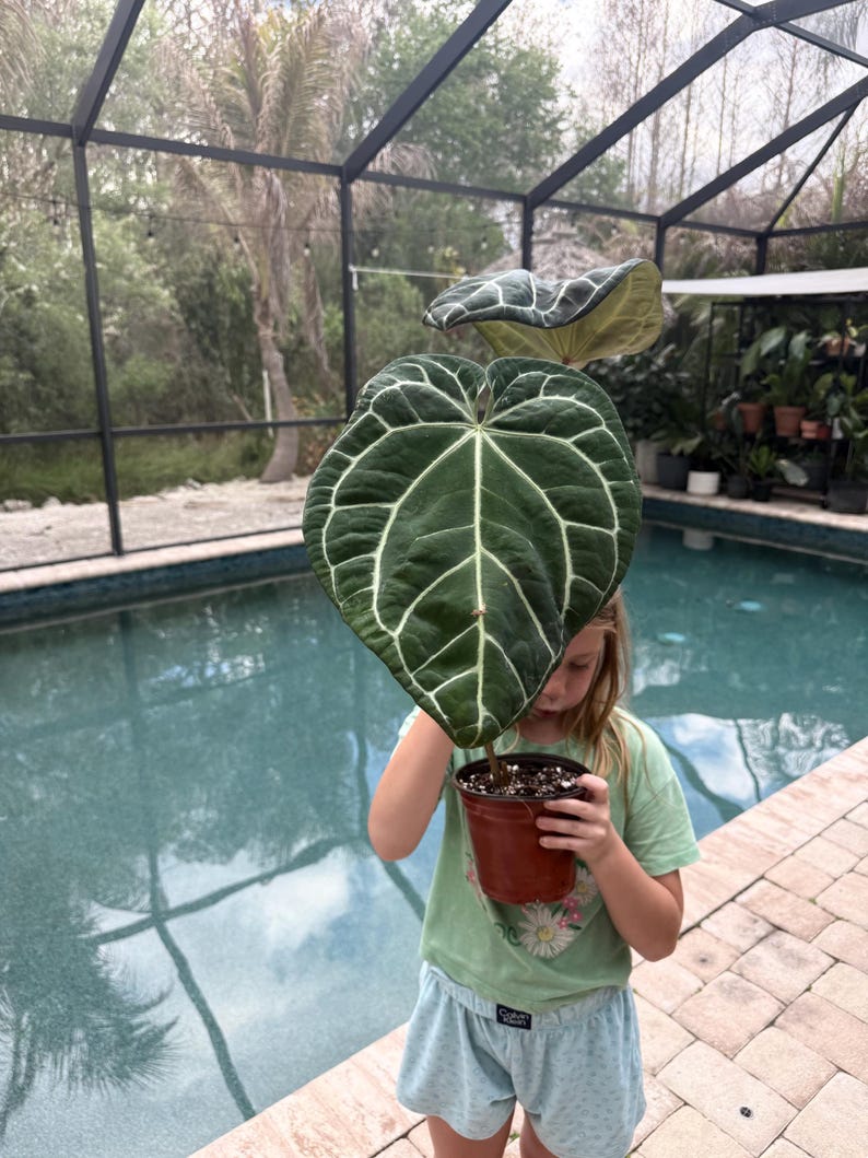 Puede incluir: Una planta de Anthurium con hojas grandes, verde oscuro y vetas blancas prominentes, en una maceta marr&oacute;n. El fondo muestra una piscina y un cerramiento con mosquitera, creando un ambiente de jard&iacute;n.