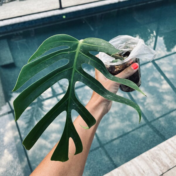 Monstera Deliciosa Sierrana free express shipping US seller