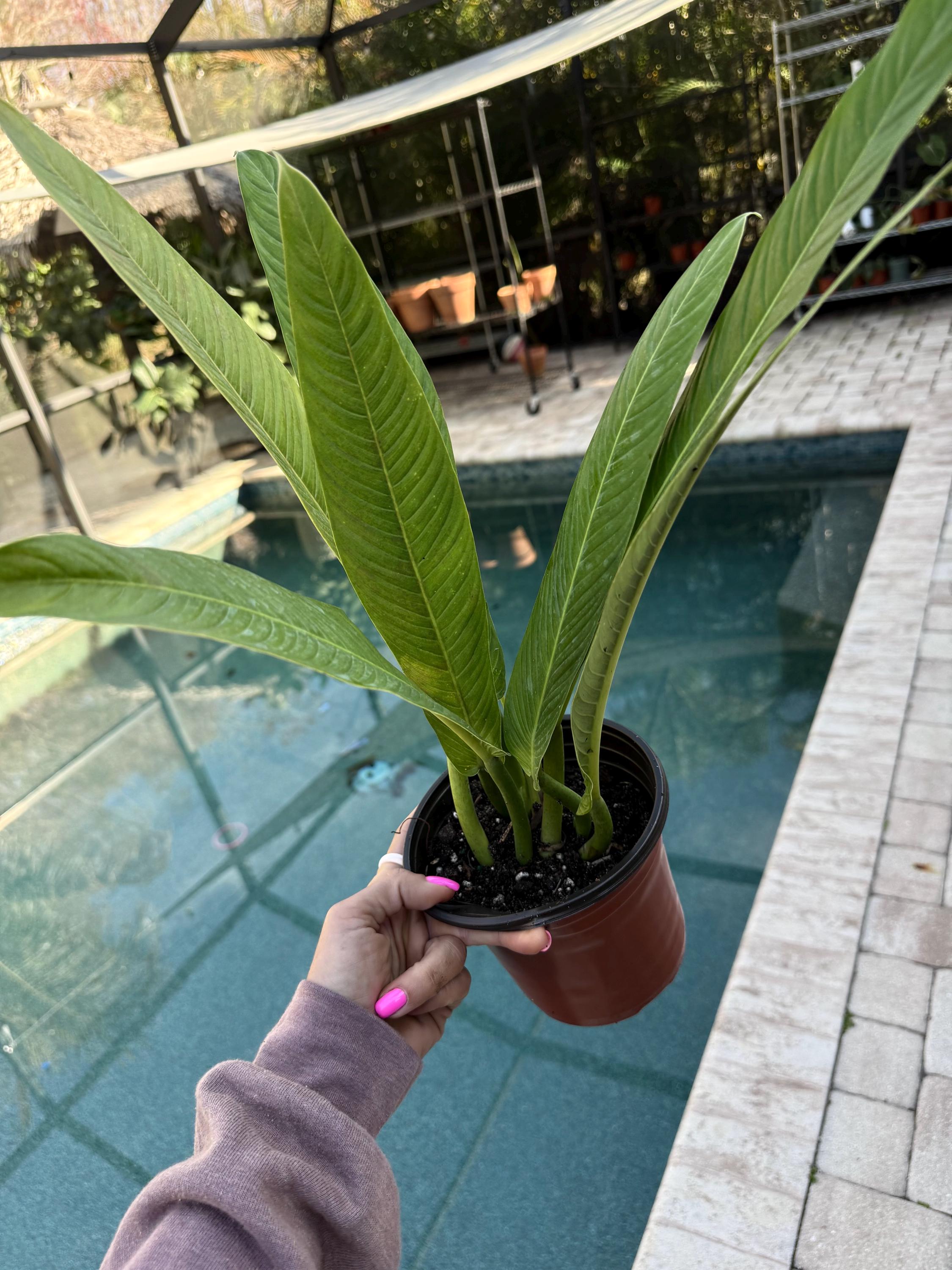 golden pothos variegated Golden Pothos Epipremnum aureum