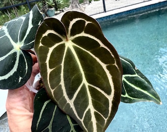 anthurium online shop Anthurium Crystallinum Turtle for Sale in Richmond Hill GTA, Rare Velvet Anthurium  Online and In Store | Mygreenscape
