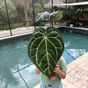 Puede incluir: Una gran hoja verde oscuro con prominentes venas blancas se sostiene frente a una persona. La hoja tiene forma de coraz&oacute;n y tiene una superficie texturizada. El fondo incluye una piscina y vegetaci&oacute;n exuberante.