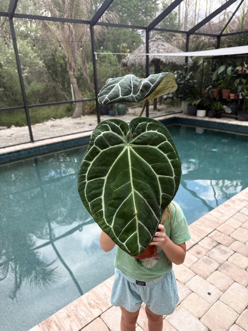 Puede incluir: Una gran hoja verde oscuro con prominentes venas blancas se sostiene frente a una persona. La hoja tiene forma de coraz&oacute;n y tiene una superficie texturizada. El fondo incluye una piscina y vegetaci&oacute;n exuberante.