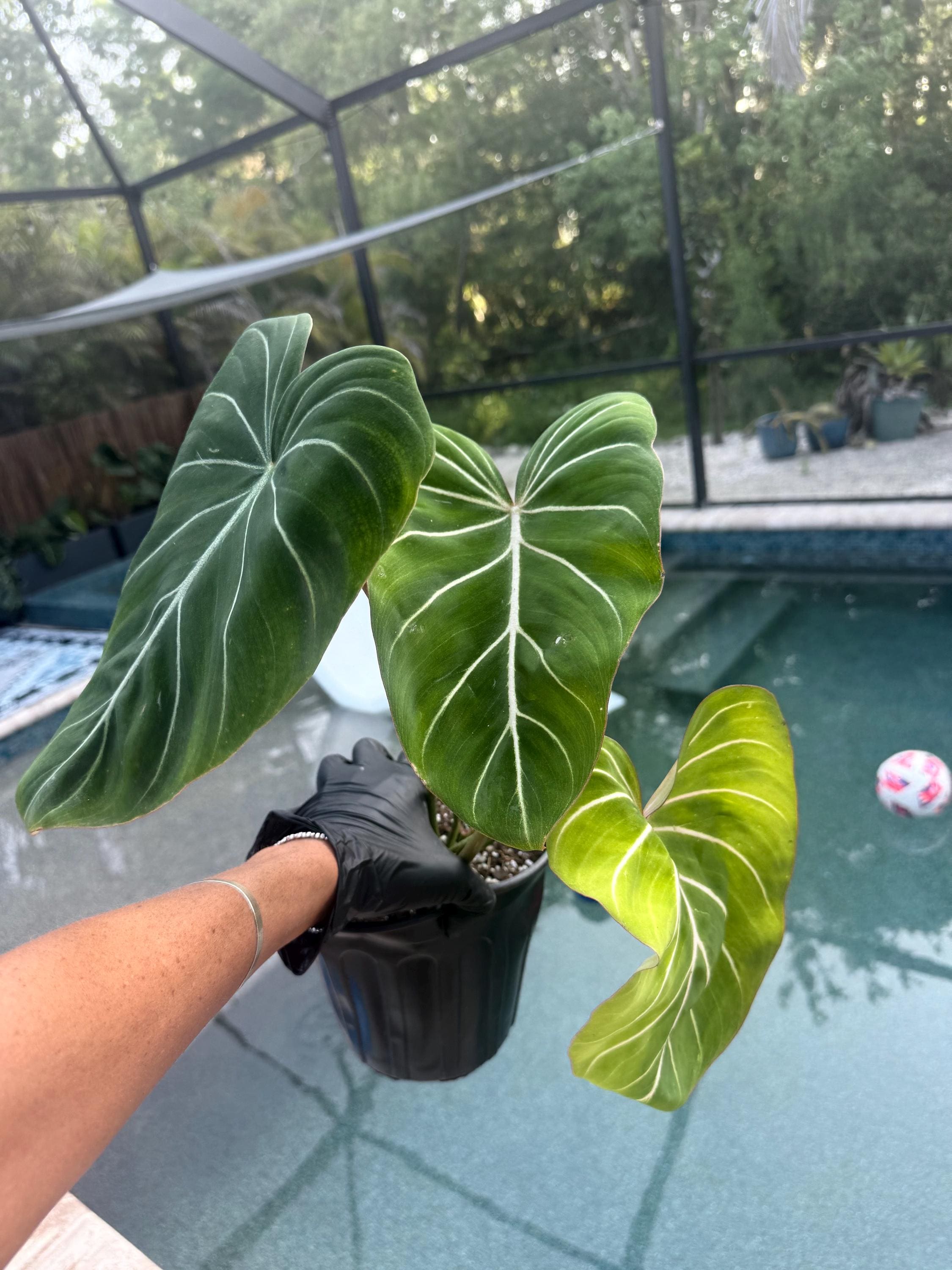 philodendron tetrasperma minima Philodendron Minima cutting – The Indoor Oasis NZ