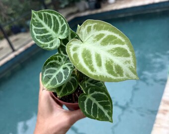 Anthurium Dorayaki silver actual plant free shipping us seller