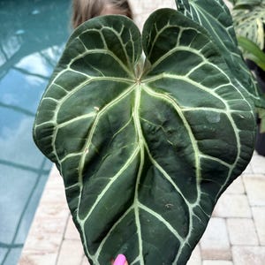 Puede incluir: Primer plano de una hoja grande, verde oscuro con vetas blancas prominentes. La hoja tiene forma de coraz&oacute;n y una superficie texturizada. El fondo est&aacute; borroso, con una piscina y una persona.