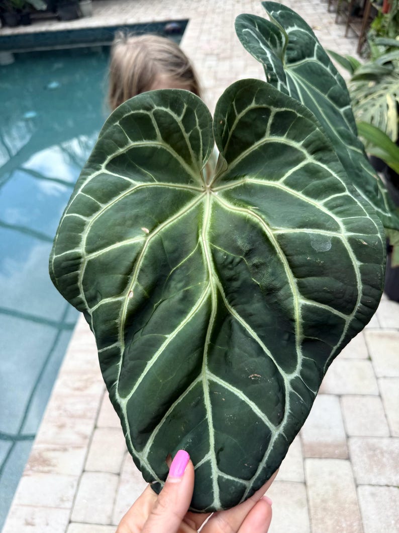 Puede incluir: Primer plano de una hoja grande, verde oscuro con vetas blancas prominentes. La hoja tiene forma de coraz&oacute;n y una superficie texturizada. El fondo est&aacute; borroso, con una piscina y una persona.