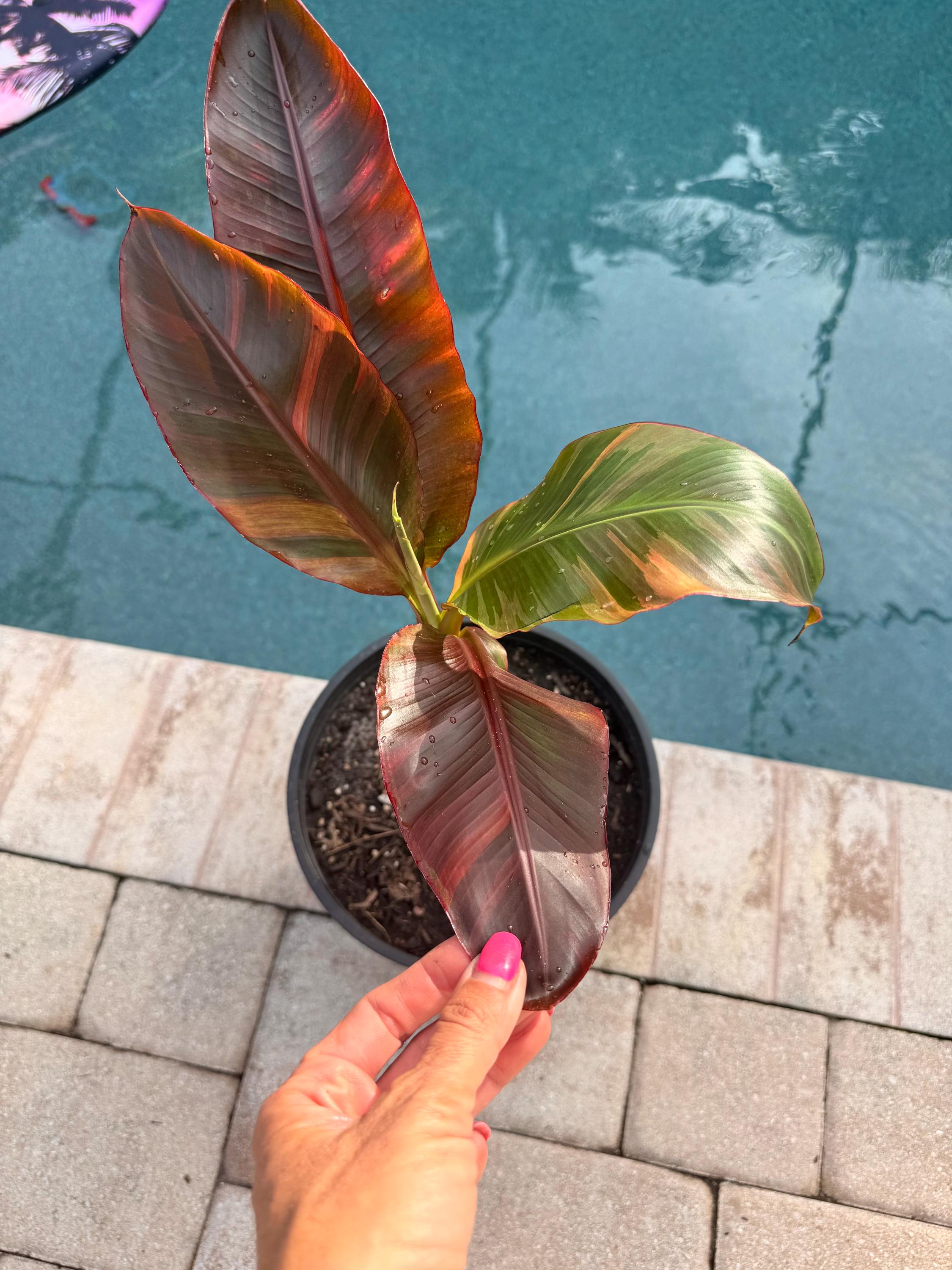Musa Nono Pink Banana - Etsy