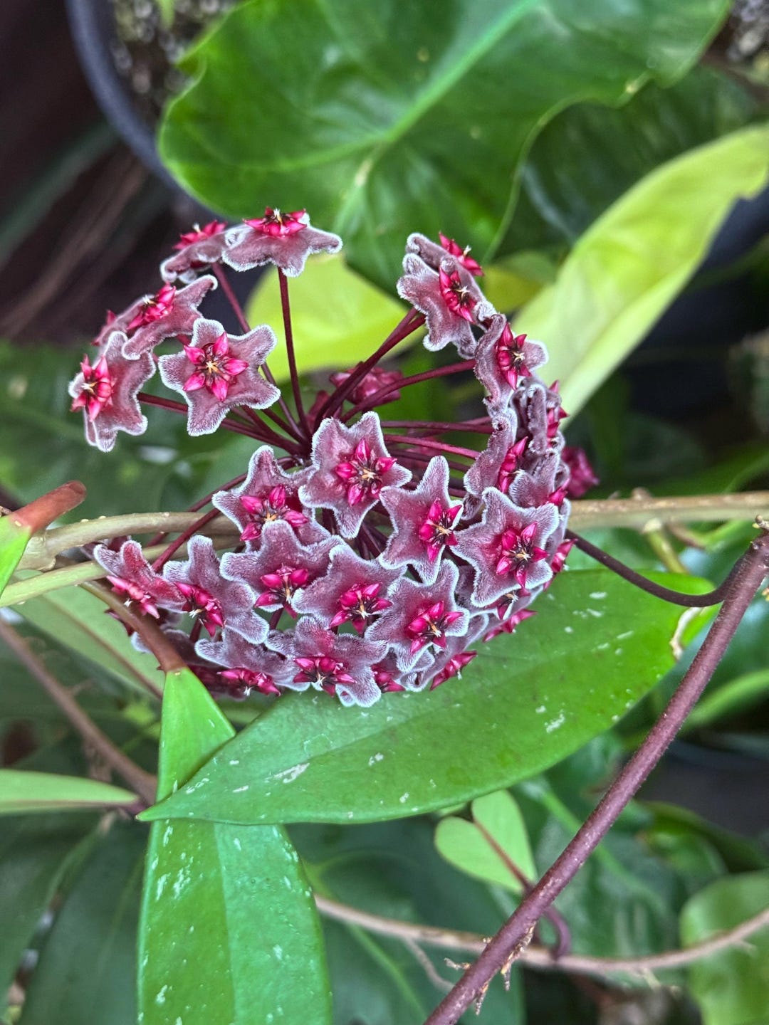 その他観葉植物 Hoya pubicalyx 'Pink Silver Ghost' il_1080xN.6893745268_qhyp.jpg