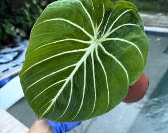 Philodendron gloriosum cebra planta real envío gratis