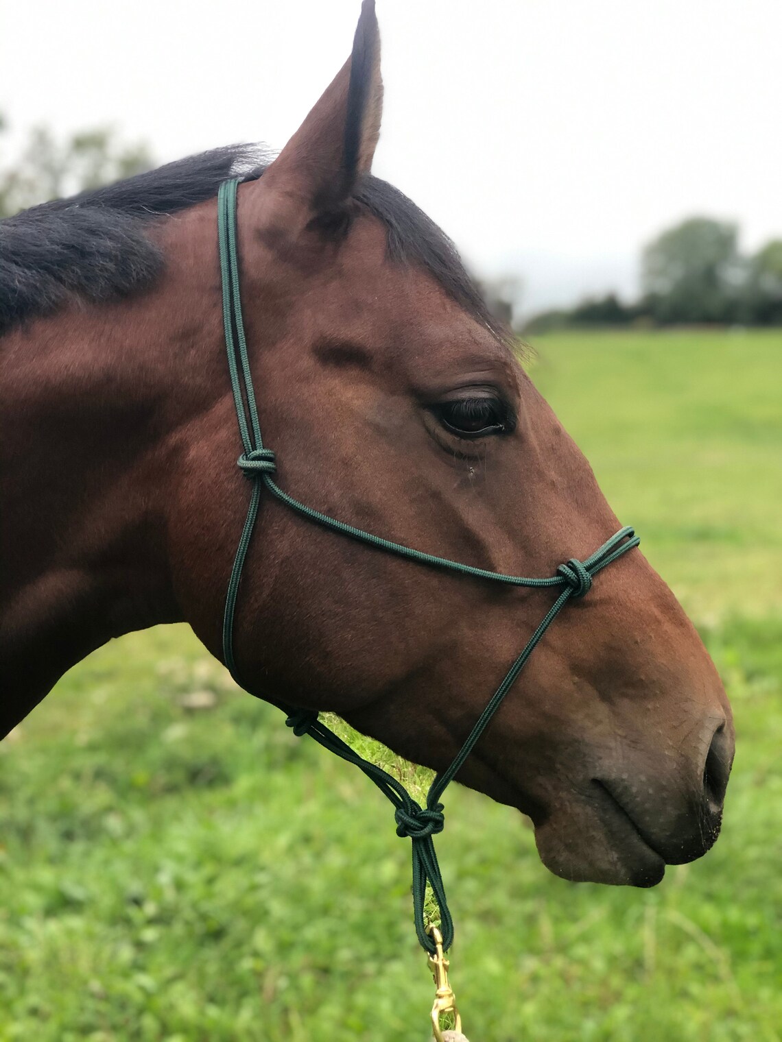 GK Halters 6mm Stiff Rope Halter Etsy