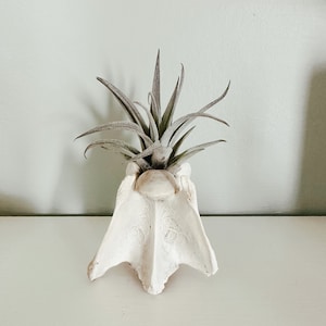 May include: A white, bone-shaped planter holding a gray-green air plant. The planter has a textured surface and a unique, organic form. The air plant has long, pointed leaves. The background is a light gray wall and a white surface.