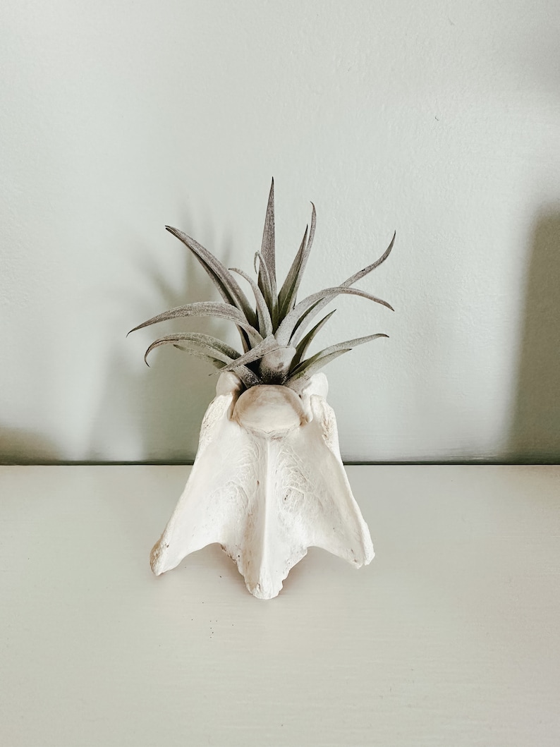 May include: A white, bone-shaped planter holding a gray-green air plant. The planter has a textured surface and a unique, organic form. The air plant has long, pointed leaves. The background is a light gray wall and a white surface.