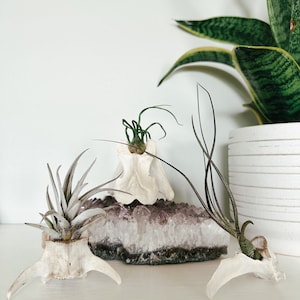 May include: Three air plants in decorative holders, including two skull-shaped holders and one white bone-shaped holder, are displayed on a white surface. A large amethyst geode and a potted snake plant are in the background.