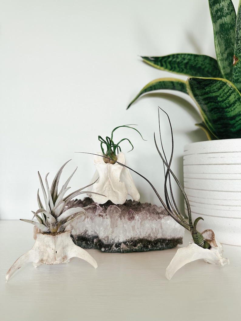 May include: Three air plants in decorative holders, including two skull-shaped holders and one white bone-shaped holder, are displayed on a white surface. A large amethyst geode and a potted snake plant are in the background.