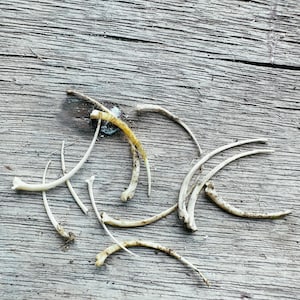 30 Snake Ribs | Animal Bone | Jewelry Making | Craft | Oddity
