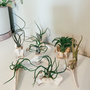 May include: A collection of air plants displayed in repurposed bone planters. The air plants have green, curly leaves and are arranged on a white surface. The planters are off-white and have a unique, organic shape.