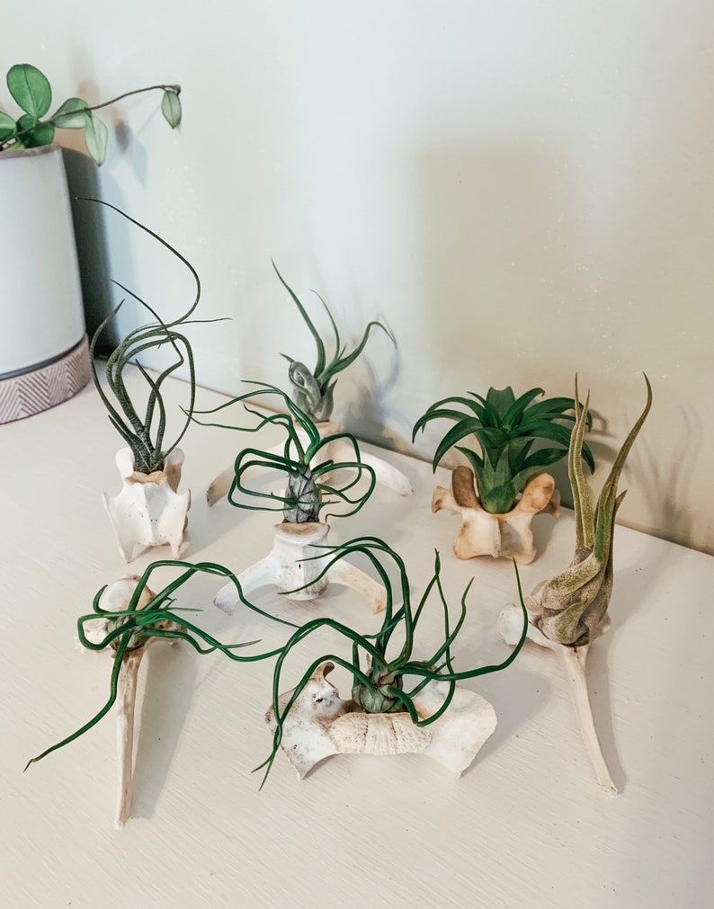 May include: A collection of air plants displayed in repurposed bone planters. The air plants have green, curly leaves and are arranged on a white surface. The planters are off-white and have a unique, organic shape.