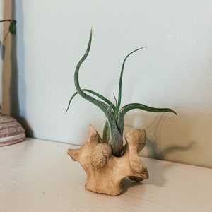 May include: A small air plant with long, green leaves is displayed in a light-colored, carved wooden holder. The holder has an organic, abstract shape. The plant's leaves curve upwards, adding a touch of nature to the decor.