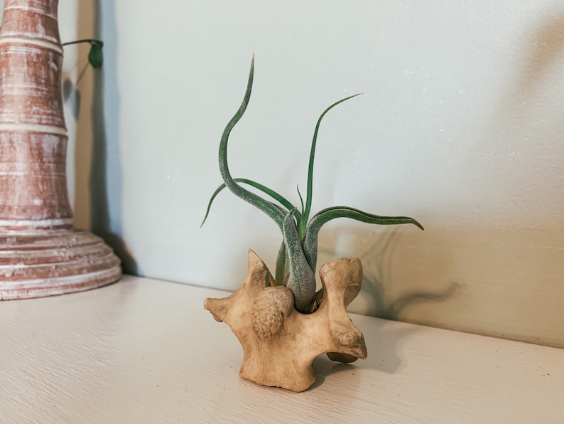 May include: A small air plant with long, green leaves is displayed in a light-colored, carved wooden holder. The holder has an organic, abstract shape. The plant's leaves curve upwards, adding a touch of nature to the decor.