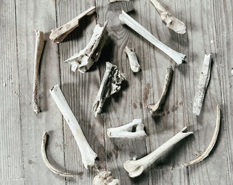 May include: A collection of various sized and shaped animal bones arranged on a wooden surface. The bones are light brown in color and appear to be old.